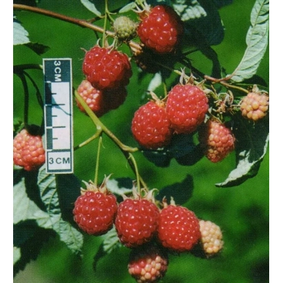 Блиск малини на гілці з мірною лінійкою