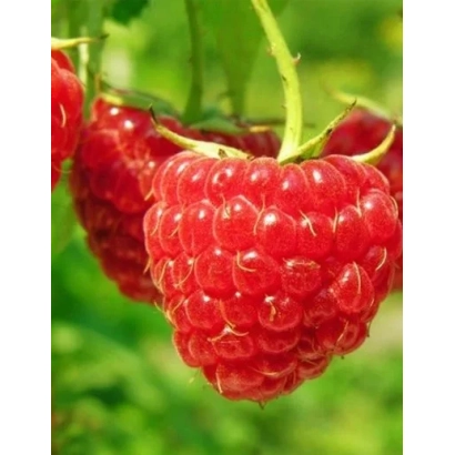 Fresh raspberries on a branch - SHINING