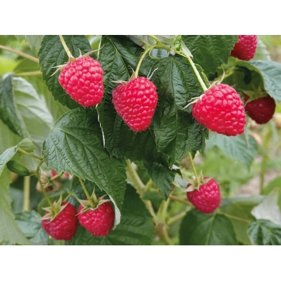 Крупный план ягод малины на ветке - ДЕЛНИВА