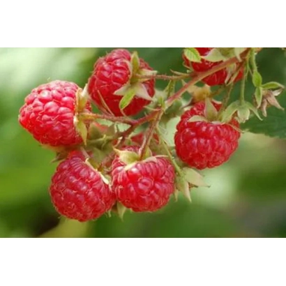 Close-up of fresh raspberries on a branch - DOBRAIA