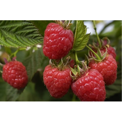 Крупный план свежих малин на ветке - Евразия