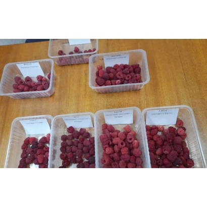 Raspberries in clear containers on a wooden surface - Fregat