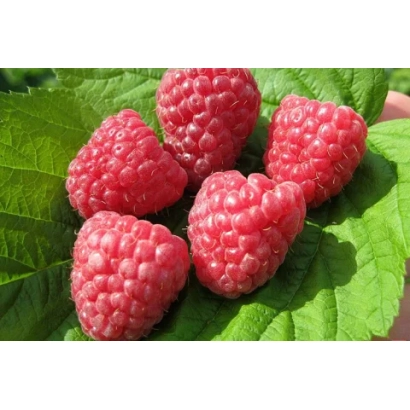 Крупний план свіжих малин на зеленому листі - Геракл