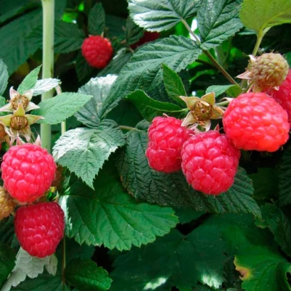 Кущ малини з ягодами на гілках - Глен Емпл