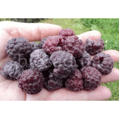 Свіжа малина в долоні - Глен Ко