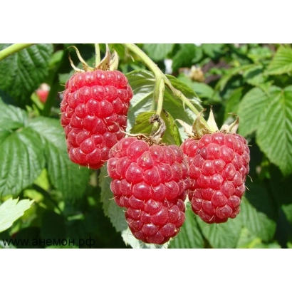 Fresh raspberries on a branch - Gusar