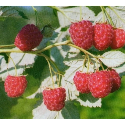 Close-up of raspberries on a branch with leaves - Illusion