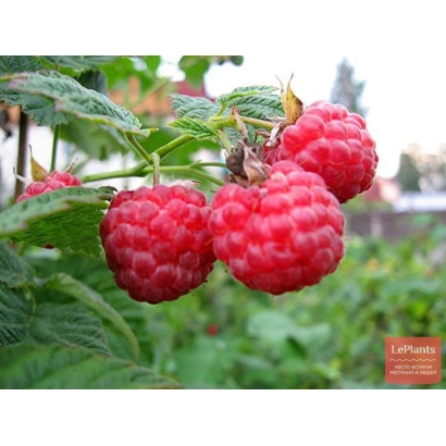Close-up of raspberries on a branch with green leaves - ISKRA