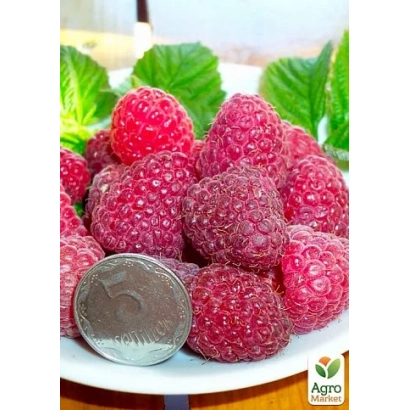 Крупні малинові ягоди на білій тарілці з монетою для масштабу - Космічна