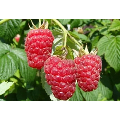 Свежая малина на ветке - КРАСНЫЙ ДОЖДЬ