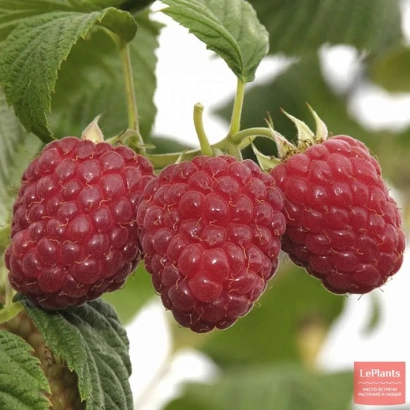 Красные ягоды малины на ветке с зелёными листьями - Кредо