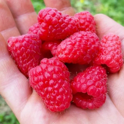 Свежая малина в ладони - Лазаревская