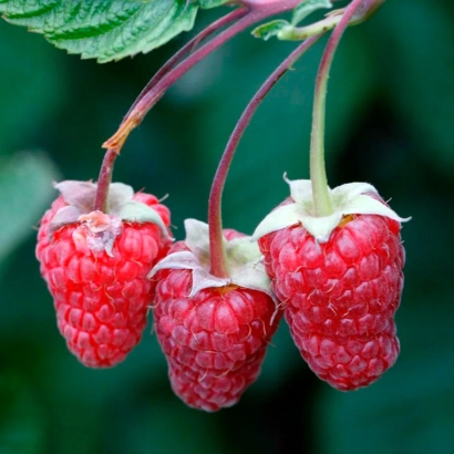 Close-up of three fresh raspberries on a branch with green leaves - HOBBIEST SVERTLOVSKA