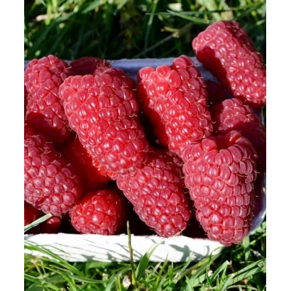 Red raspberries in a white box on green grass - RASPBERRY 'MALINOVAYA GRYADA'
