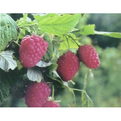 Крупный план малины на ветке - Марьянушка / Мар'янушка