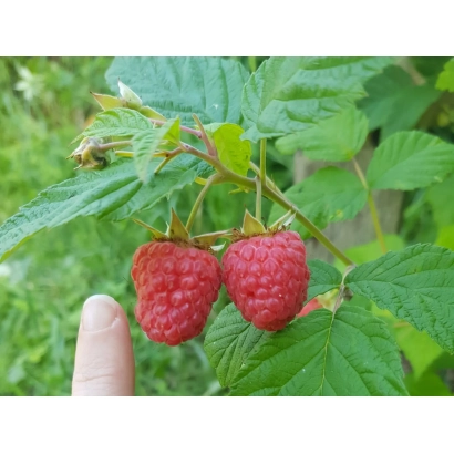 Close-up of two raspberries on a branch with green leaves, finger beside for scale. - Tenderness