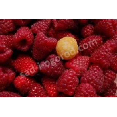 Крупный план малины с одной жёлтой ягодой на фоне - Ника