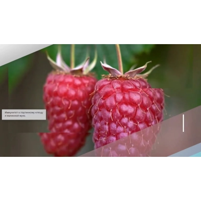 Крупный план ягод малины сорта Новость Миколайчука на фоне зелени