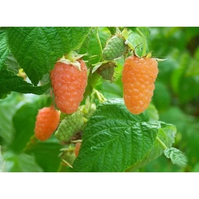 Strawberry bush with Orange Wonder berries