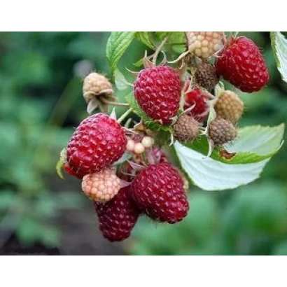 Кущ малини з ягодами та листям - Осіння