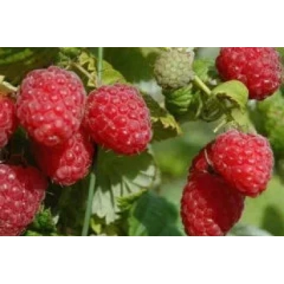Close-up of fresh raspberries on a branch - Peresvet
