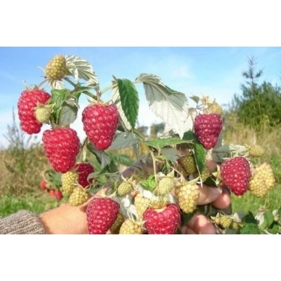 Кисть малины с ягодами на ветке - ПОДАРОК КАШИНУ