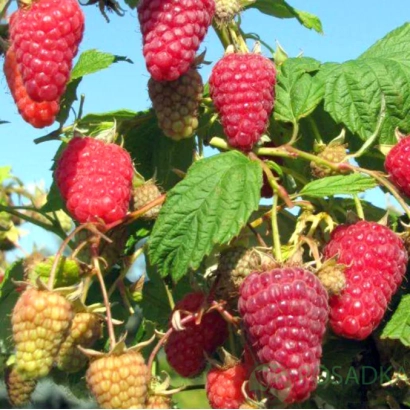 Close-up of raspberries on a branch with green leaves and blue sky in the background - POEMAT