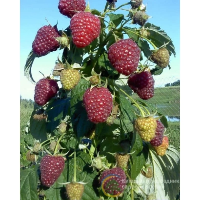 Куст малины с ягодами на фоне поля - ПОЛАНА