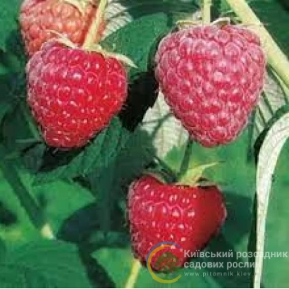 Клубника на ветке с ягодами малины - ПОЛЕСЬЕ