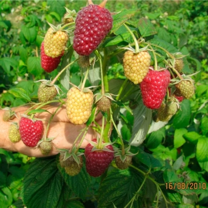 Кисти малины с красными и желтыми ягодами на фоне зелени - Полка