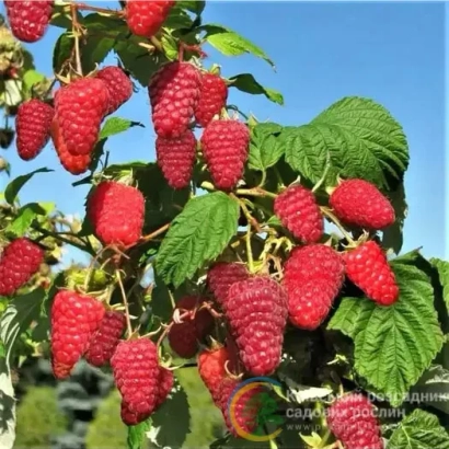 Ближній план малини сорту ПОЛОНЕЗ на гілці під блакитним небом