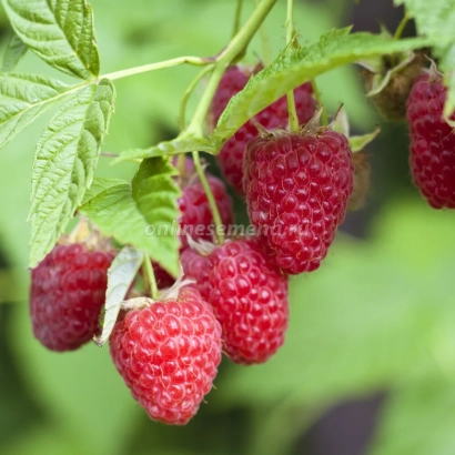 Fresh raspberries on a branch - Beauty