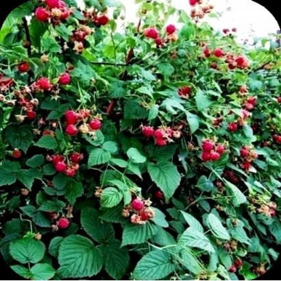 Куст малины с ягодами на фоне зелени - Луч