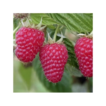 Крупний план малини сорту Рубін Брянський на фоні листя