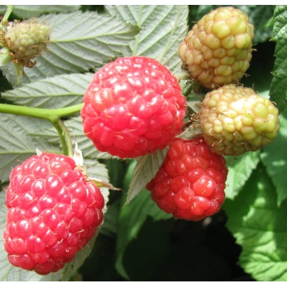 Свежая малина на ветке с зелеными листьями - ШАХРАЗАДА