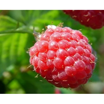 Крупний план малини на гілці - РАДЯНСЬКА