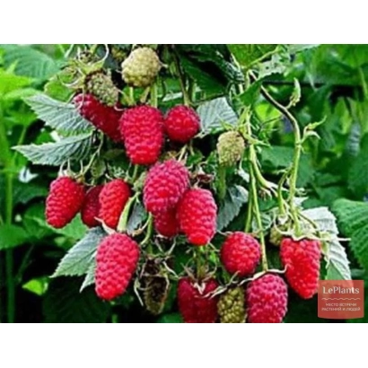 Крупный план малины сорта Теньковская ранняя на ветке