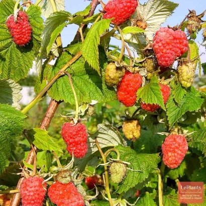 Raspberry bush with berries JUBILEYNA KULIKOVA against green foliage