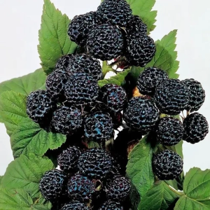 Plump blackberry UGOLEK berries on a branch