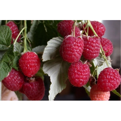 Свіжа малина на гілці - Віра