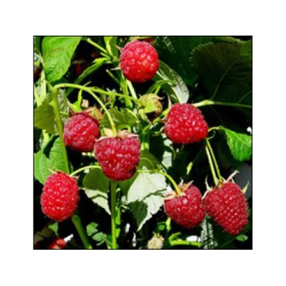 Крупный план малины Веселка на ветке с зелеными листьями