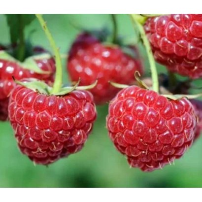 Close-up of fresh raspberry berries on branches - Zeva