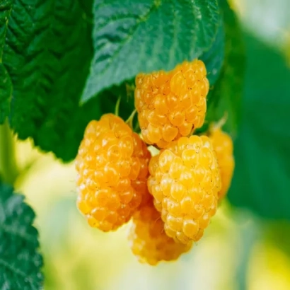 Golden Autumn raspberries on a branch with green leaves