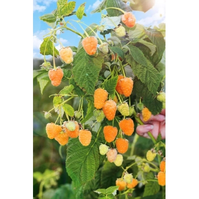 Golden Dome raspberry bush with berries on branches