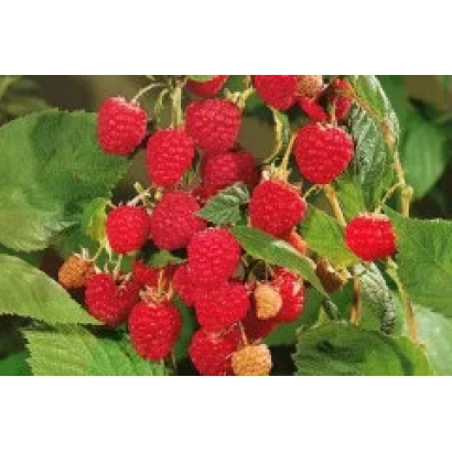 Крупный план малины на ветке - Журавлик