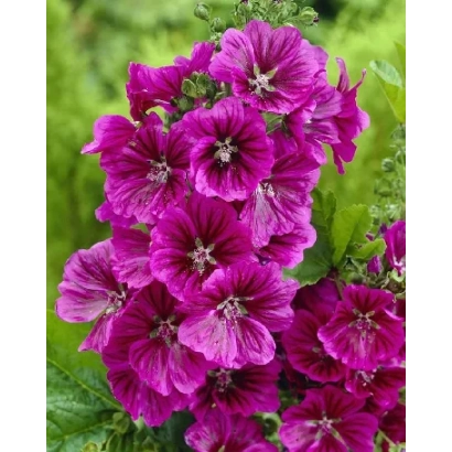 Крупный план ярко-розовых цветов мальвы на зелёном фоне - Удача