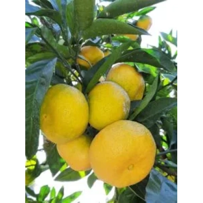 Мандарины на ветке дерева - МИЛЛЕНИУМ 1