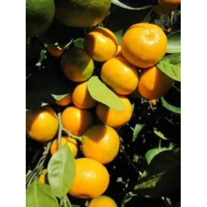 Солнечный — мандарины на ветвях дерева