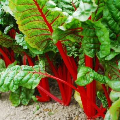 Chard 'RED FAN' with bright red stalks and green leaves on soil