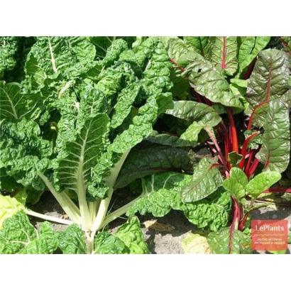 Fresh BELAVINKA chard leaves with red stalks